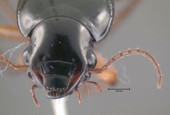 Media type: image;   Entomology 614663 Aspect: head frontal view